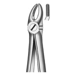 Pihti Yläpremolaari M2007